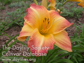Daylily Boom Town
